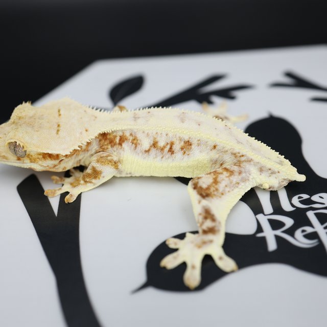 Lilly White Cream Drippy White Spot Full Pinstripe White Pin