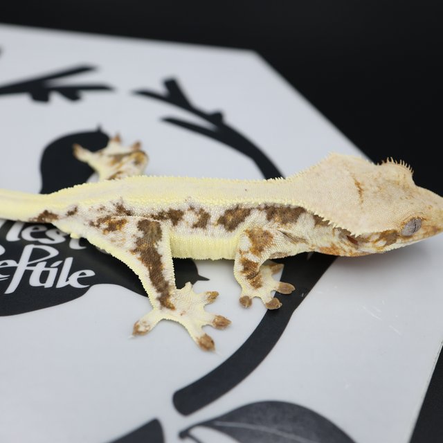 Lilly White Solid Back Drippy White Spot Full Pinstripe White Pin