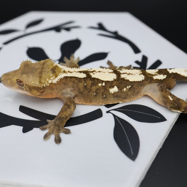 Normal Sable White Spot White Pin