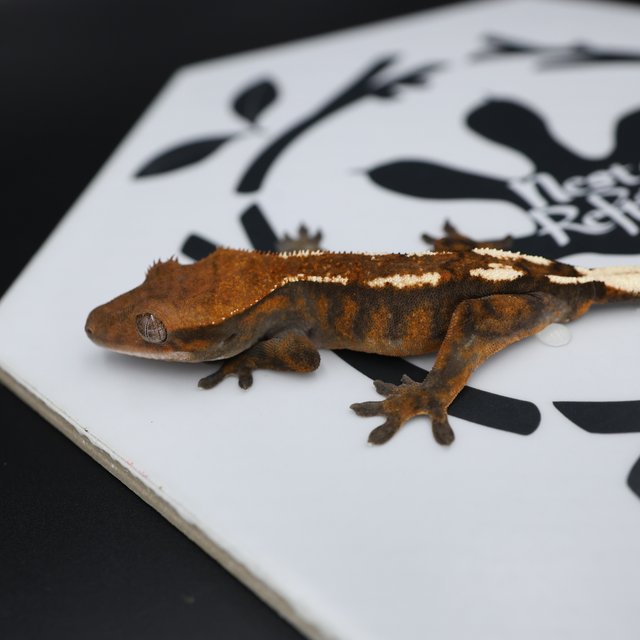 Sable Tri Extreme Harlequin White Pin