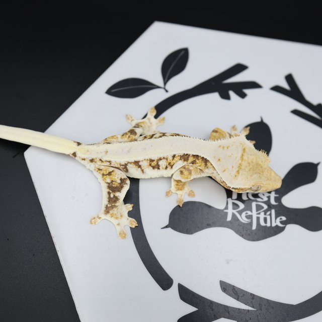 트라이 릴리화이트 드리피 화이트스팟 풀핀 화이트핀