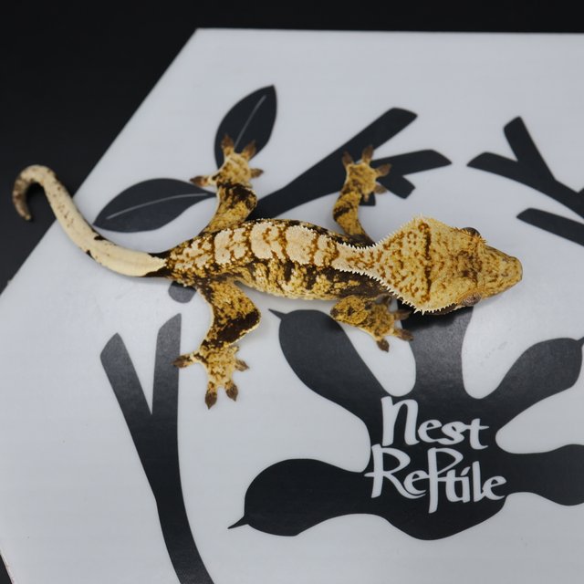 Normal Extreme Harlequin White Pin White Spot Tri