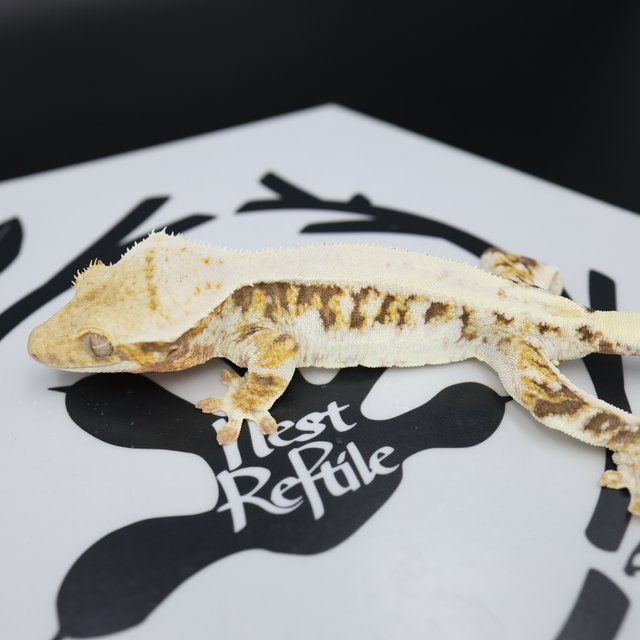 트라이 릴리화이트 드리피 화이트스팟 풀핀 화이트핀