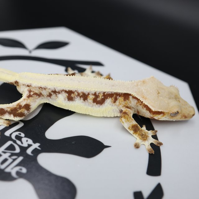 Lilly White Red Solid Back Drippy White Pin White Spot