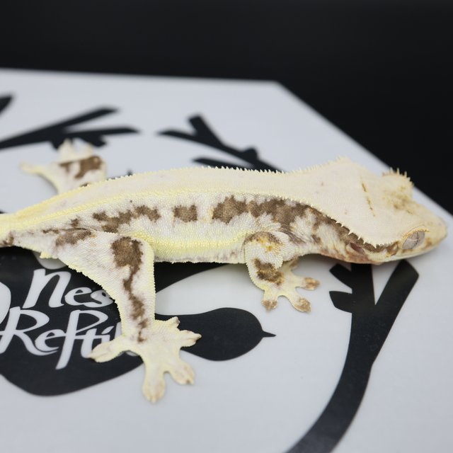 릴리화이트 드리피 솔리드백 풀핀 화이트핀 화이트스팟