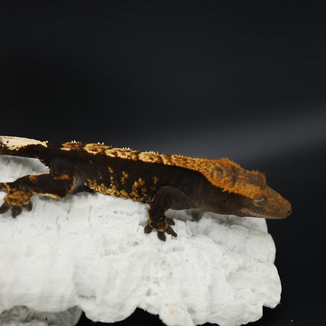 Black Dark Tangerine Halloween Flame