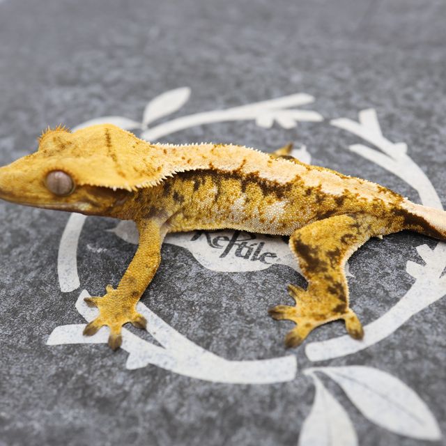 Normal Tri Tangerine Extreme Harlequin White Spot