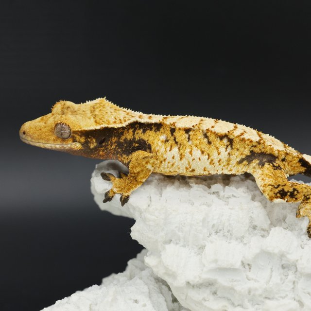 Normal Tri Extreme Harlequin White Spot White Pin White Crown