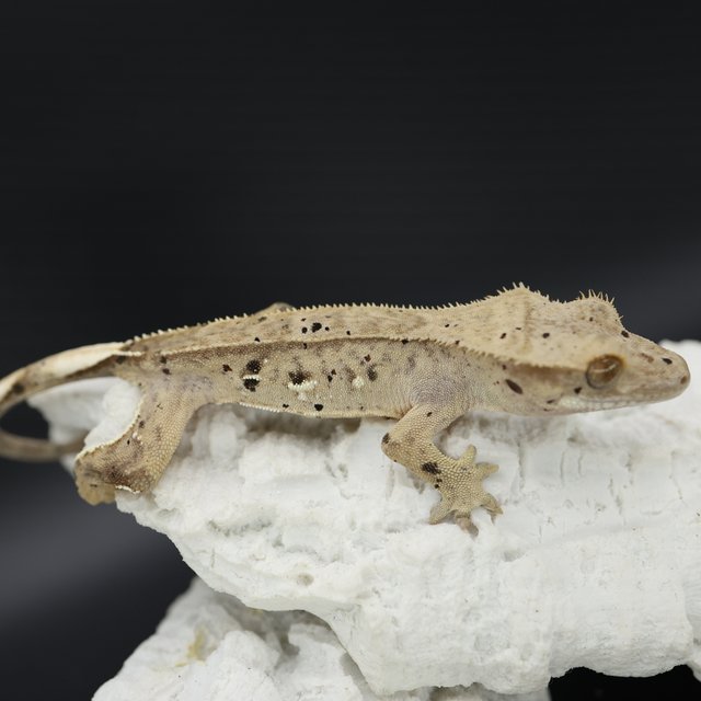 Bi Patternless Phantom White Pin Super Dalmatian