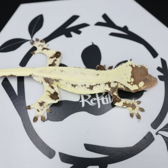 Frappuccino Drippy Solid Back White Spot White Pin Full Pinstripe