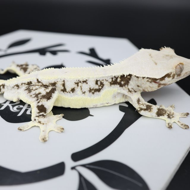 Tri Lilly White Elite