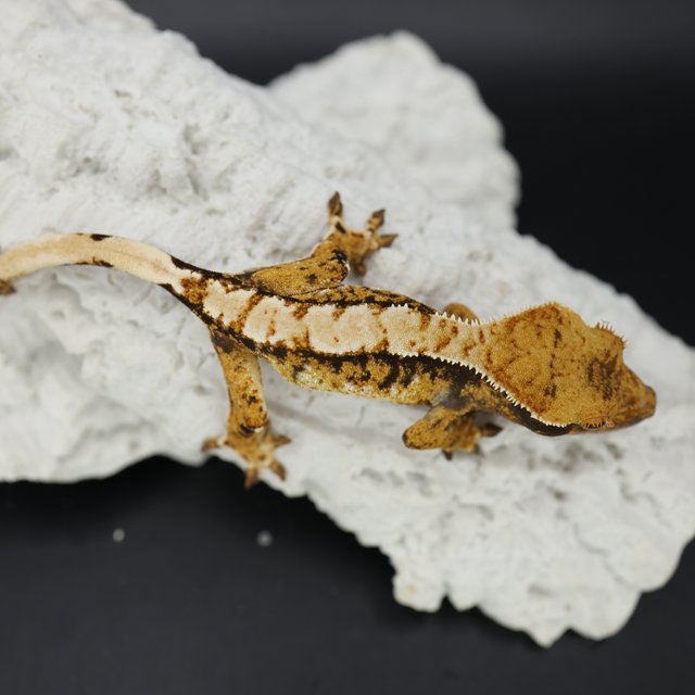 Tangerine White Crown White Spot Extreme Harlequin Tri