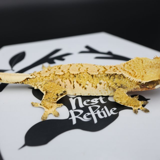 Tri Extreme Harlequin White Pin White Spot Normal