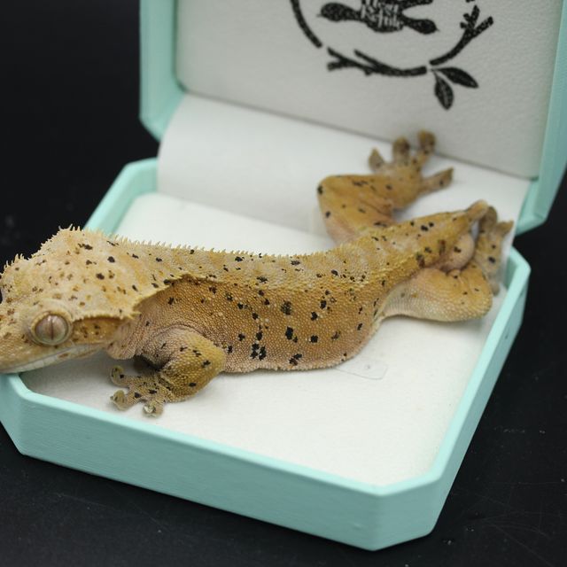 레드 슈퍼달마시안