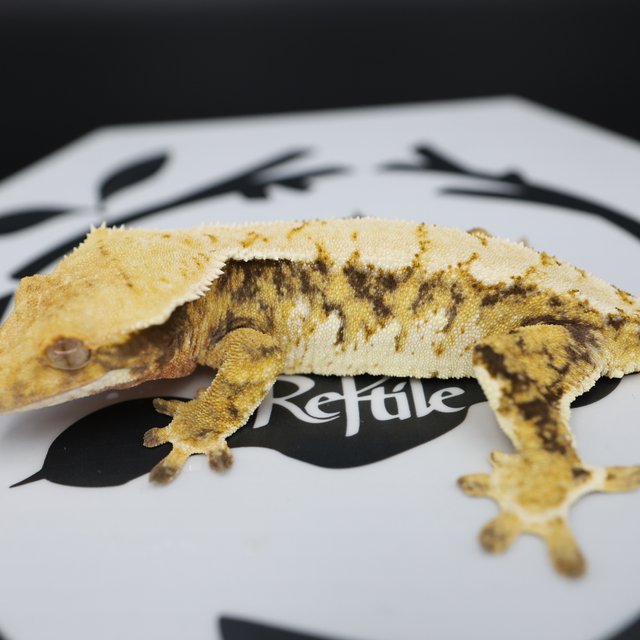 Tri Extreme Harlequin White Pin White Spot Normal