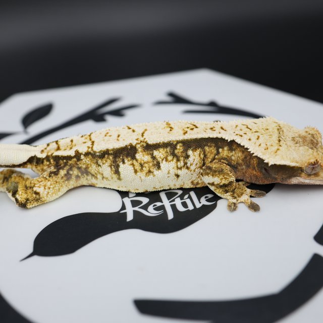 Normal Tri Quad Pinstripe White Spot Extreme Harlequin