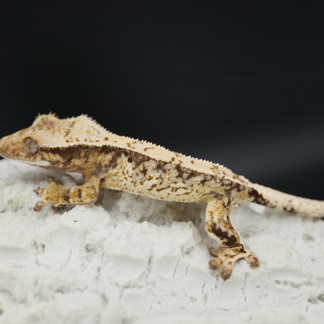 Normal Tri Extreme Harlequin White Crown White Spot Drippy