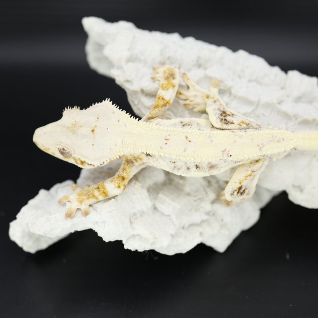 릴리화이트 트라이 드리피 화이트스팟