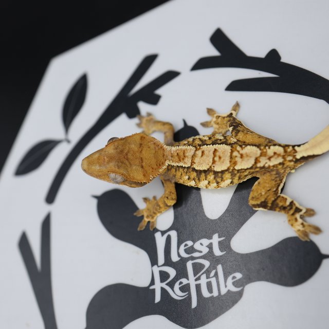 Normal Tri Extreme Harlequin White Spot White Pin Tangerine