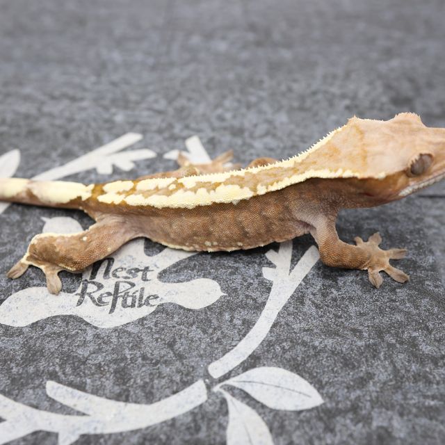 트라이 화이트핀 카푸치노