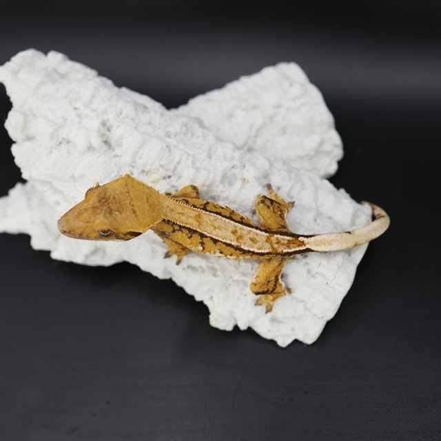 트라이 익스트림할리퀸 화이트스팟 화이트핀 텐저린