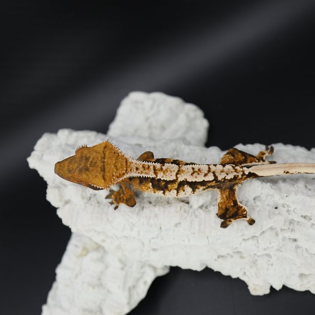 Tangerine Tri Extreme Harlequin White Spot White Crown White Pin