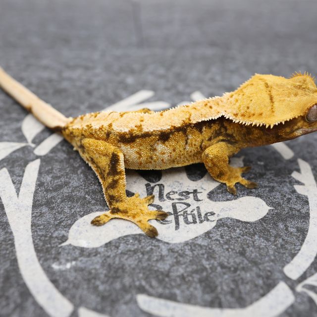 Normal Tri Tangerine Extreme Harlequin White Spot