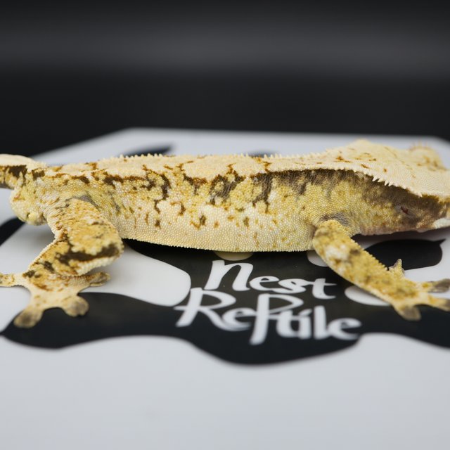 Normal Tri Extreme Harlequin White Pin White Spot