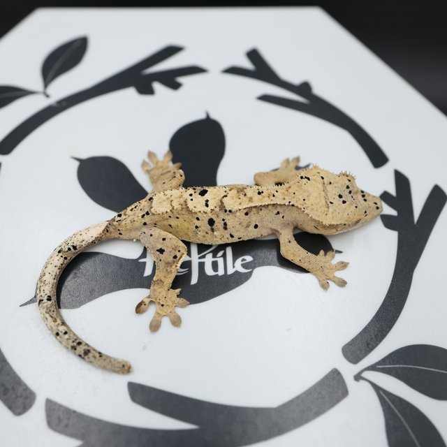 노멀 슈퍼달마시안