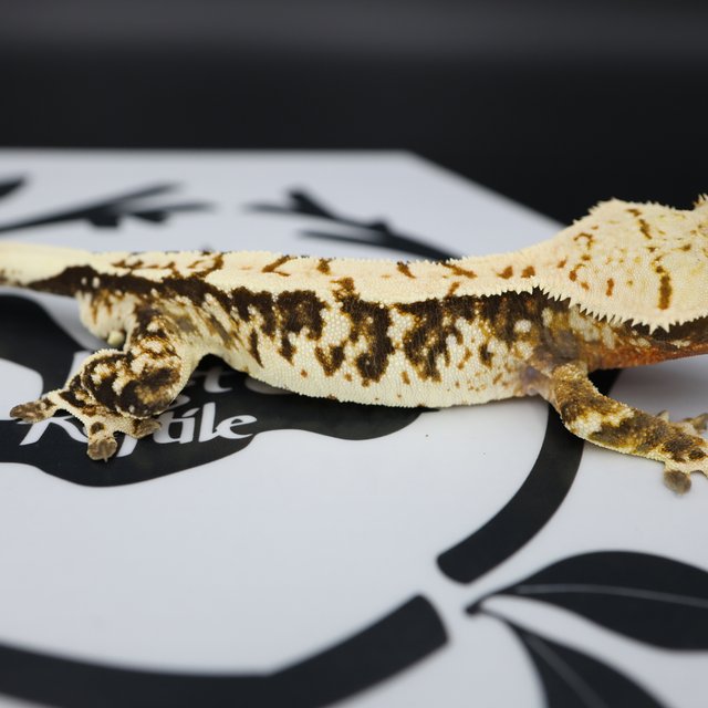 Tri Extreme Harlequin White Spot White Pin Normal