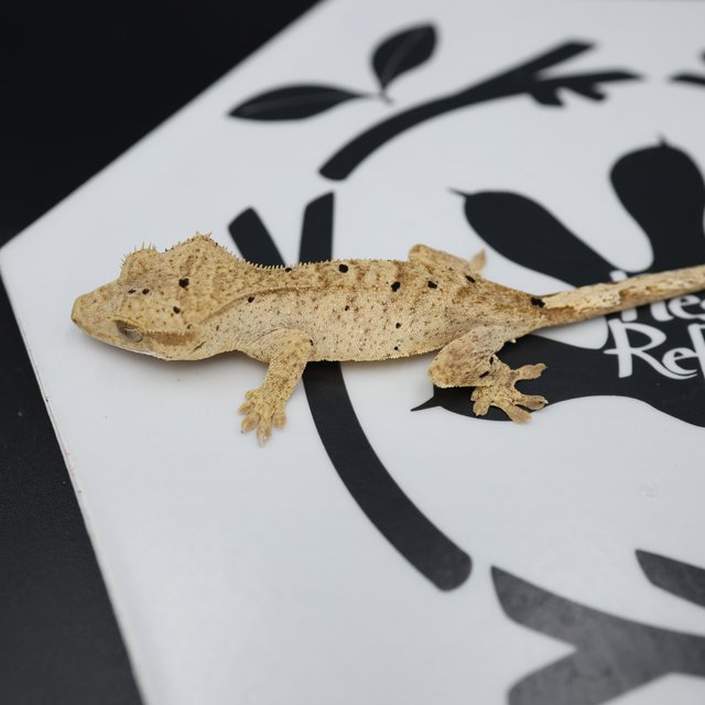 Dalmatian Super Dalmatian Normal