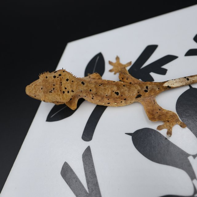 Dalmatian Super Dalmatian Normal