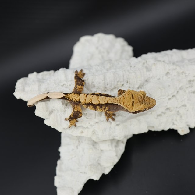 Tri Extreme Harlequin White Spot White Crown