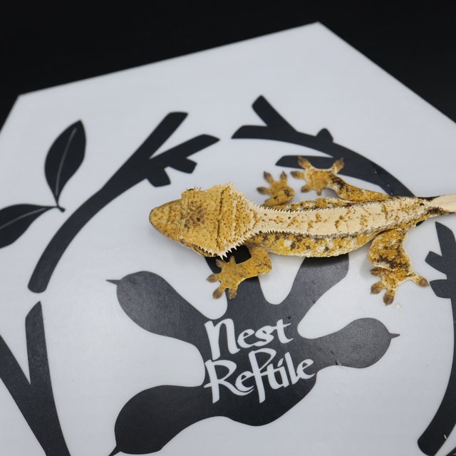 트라이 익스트림할리퀸 화이트스팟 화이트핀 노멀