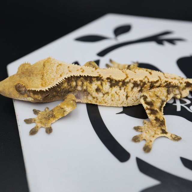 Normal Tri Extreme Harlequin White Spot White Pin