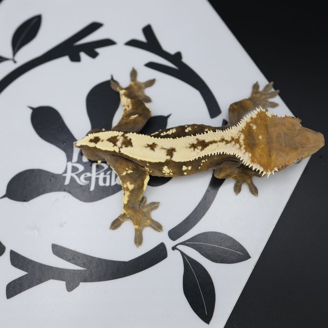 Normal Sable Extreme Harlequin White Spot White Pin