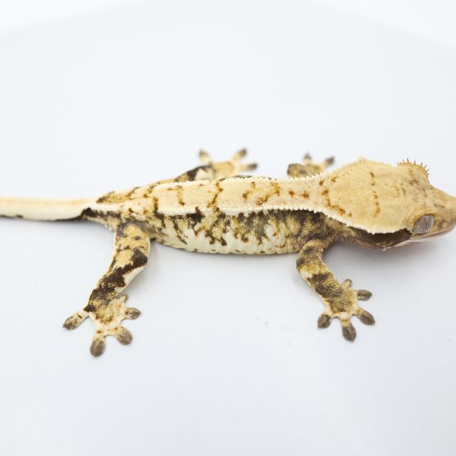 Normal Tri Extreme Harlequin White Spot