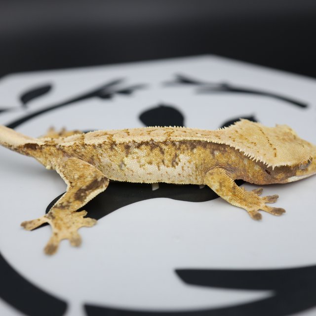 Normal Tri Extreme Harlequin Pinstripe White Spot White Pin