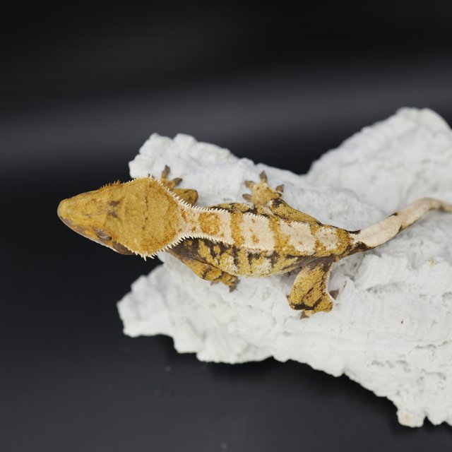 트라이 익스트림할리퀸 드리피 화이트스팟 화이트크라운 화이트핀