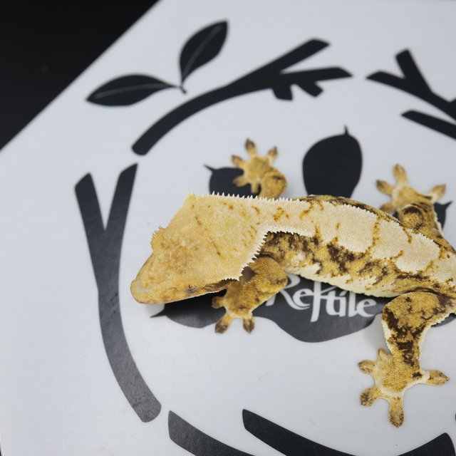 Tri Extreme Harlequin White Pin White Spot Normal