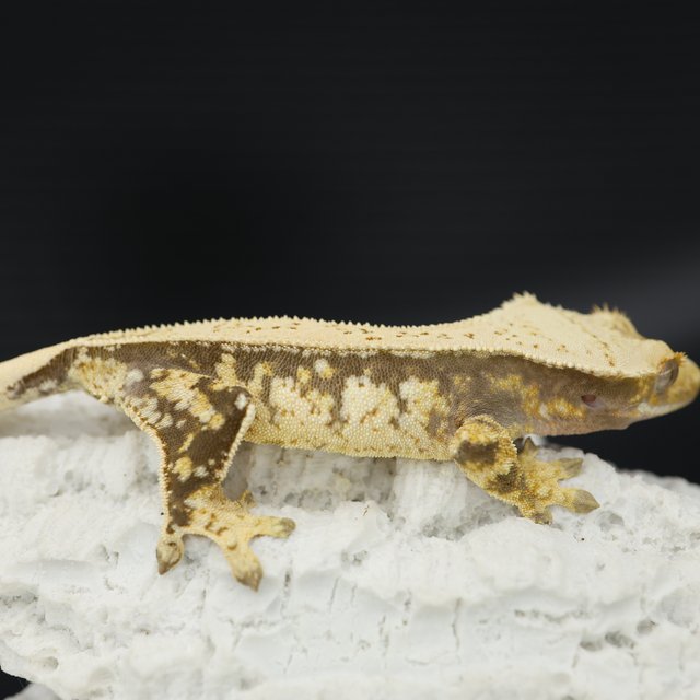 Normal Drippy White Spot White Pin Tri