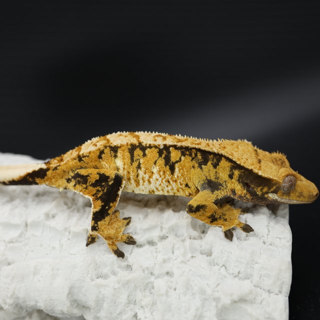 트라이 익스트림할리퀸 텐저린 화이트스팟