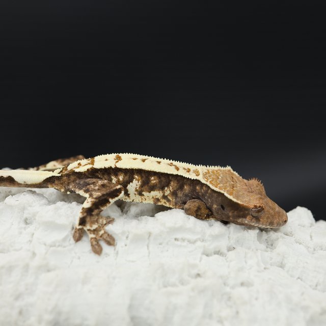 Tri White Pin White Crown White Spot Sable