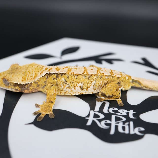 Normal Tri Extreme Harlequin White Spot Solid Back