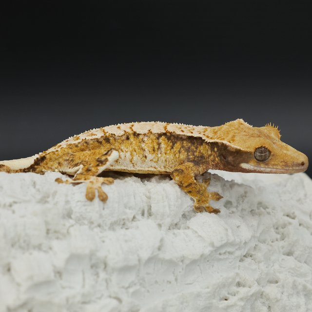 Normal Tri Drippy White Spot Extreme Harlequin White Pin