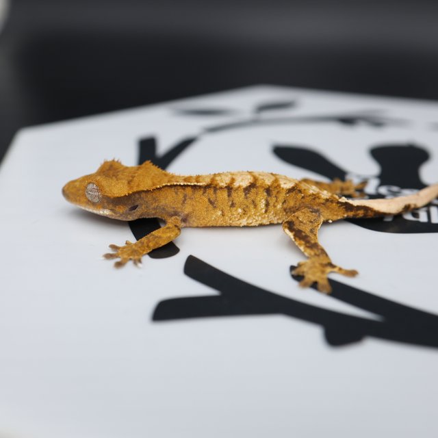 Normal Tri Tangerine Extreme Harlequin White Spot