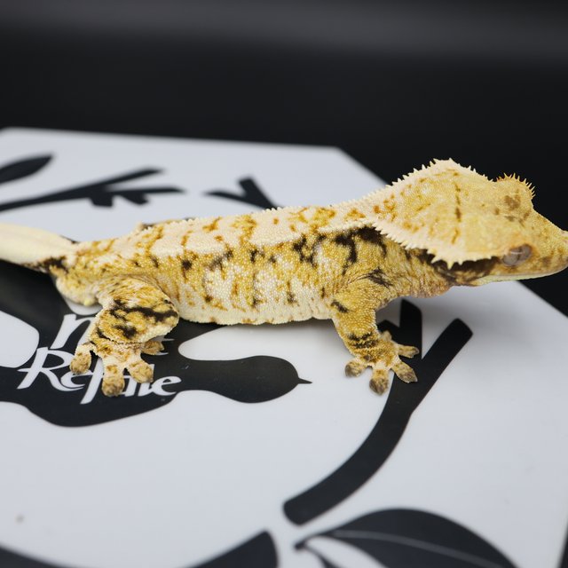 Tri Extreme Harlequin White Spot White Pin Normal