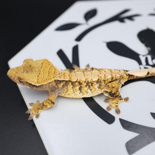 Normal Tri Extreme Harlequin White Spot Drippy Solid Back