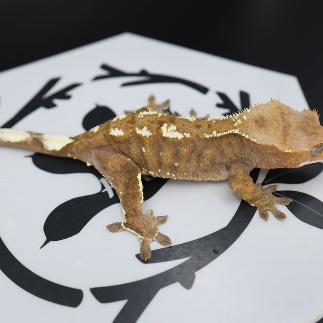 Normal Cappuccino White Pin White Spot