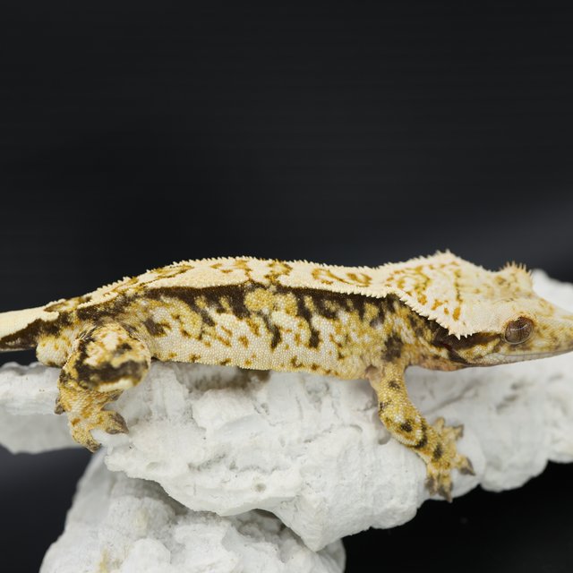 Pinstripe Quad Tri White Crown White Pin Extreme Harlequin